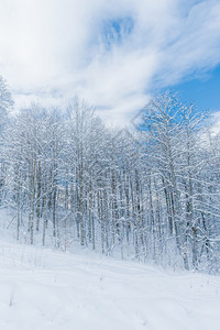 冬雪覆盖山上的树木图片