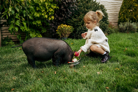 孩子在花园里喂养黑猪图片