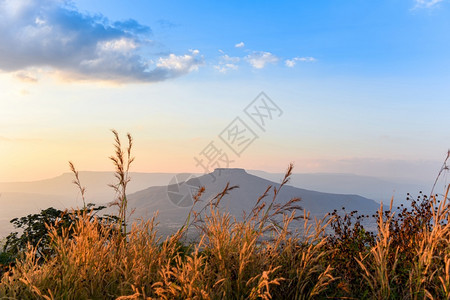 山上美丽的地风景上树草黄色田地图片