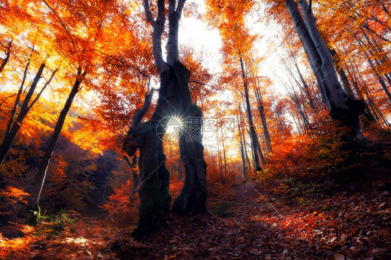 秋天的森林自然早晨在丰富多彩的森林中充满活力阳光照耀着树木的枝叶阳光照耀着大自然的风光图片