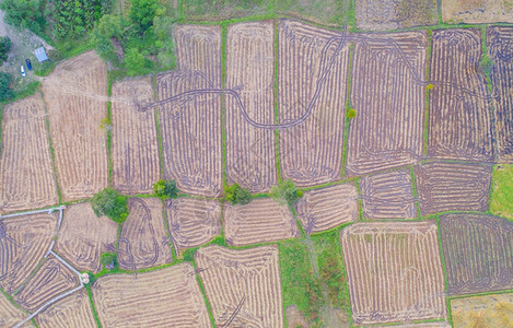 水稻农村或地区的绿色业田亚洲收割谷物自然景观背图片