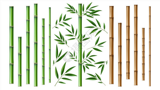 现实竹棒棕色和绿树枝并有叶子分离装饰缝合元素东林树收集异国植物装饰生态材料矢量3D套现实竹棍棕色和绿树枝以及叶子分离装饰缝合元素图片