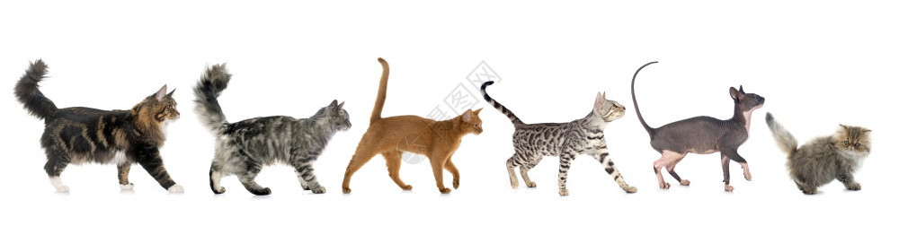 六只在白色背景面前行走的猫图片