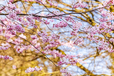 春之樱桃树花背景图片