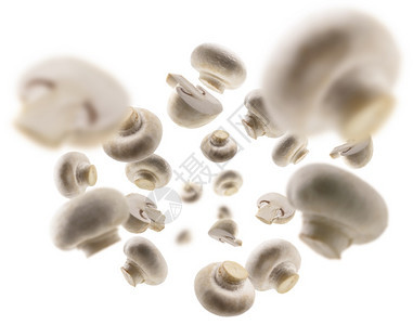 白色蘑菇在背景上悬浮白色背景在上悬浮图片