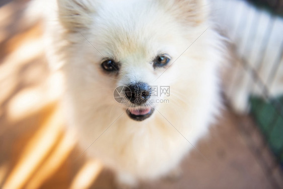 白狗食omeranian白狗近脸有选择焦点图片