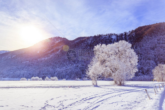 荒冬季景观雪树和田背景的山脉图片