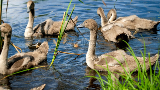 灰小婴儿天鹅在池塘中游泳和吃草灰小婴儿天鹅在池塘中游泳和吃草的近照图片