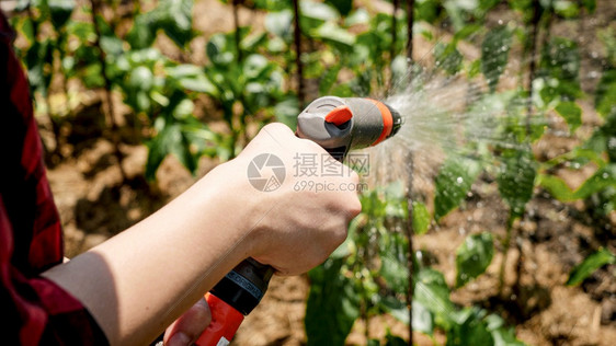 在后院花园为绿色植物和有机蔬菜浇水时女手拿着水龙头而女手拿着水龙头在后院花园为绿色植物和有机蔬菜浇水图片