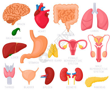 人体内器官卡通图集图片
