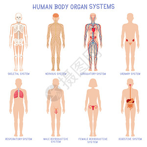 个人理想卡通人体器官系统解剖图插画