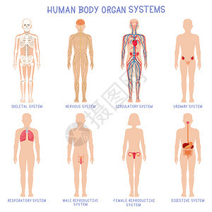 卡通人体器官系统解剖图图片
