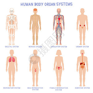 卡通人体器官系统解剖图背景图片