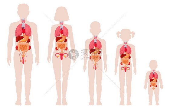 人体解剖器官插画图片