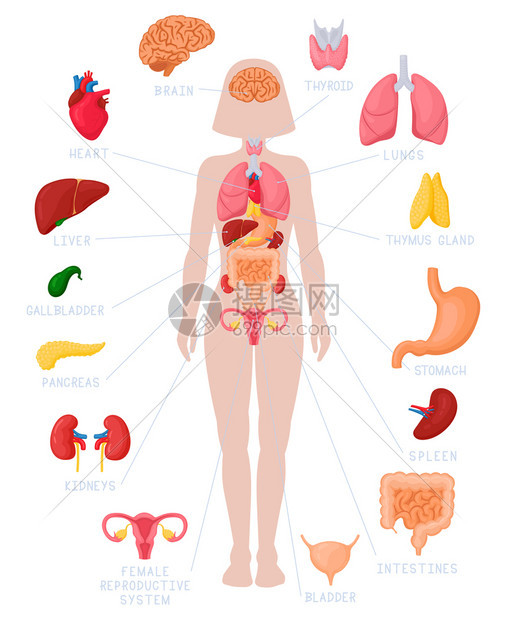 女性卡通人体器官系统解剖图图片