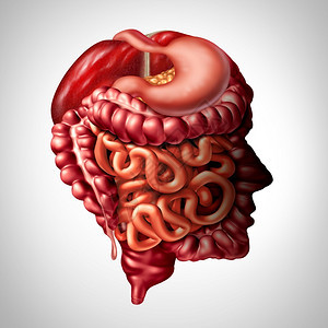 消化心理学和人类消化直肠脑连接概念作为一种肝脏胰腺胃部和大肠及小作为3D插图图片