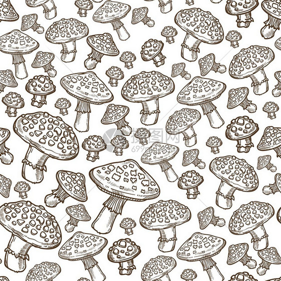 无色蘑菇缝模式详细的真菌食物中毒带有素的天然产品有毒真菌危险的蔬菜单色草图大纲平式矢量Amanita蘑菇成熟的真菌采集单色图案图片