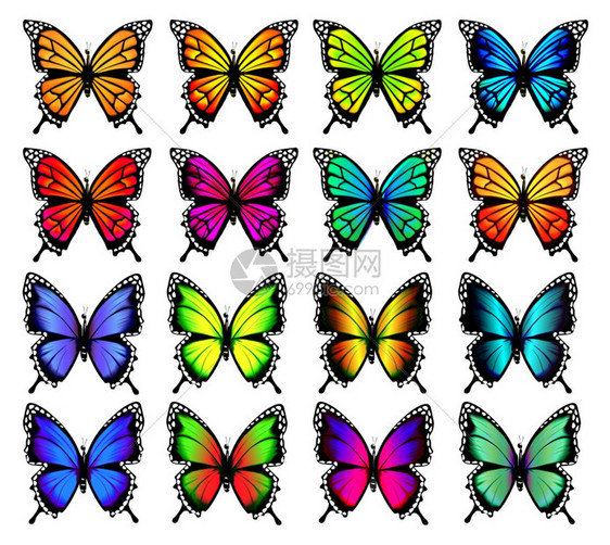 多彩的蝴蝶矢量插图图片