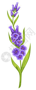 盛开的紫色鲜花矢量元素图片