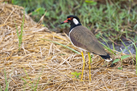 在自然背景上红色的摇晃长腿鸟Vanellusindicus的图像动物鸟类图片