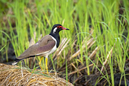 在自然背景上红色的摇晃长腿鸟Vanellusindicus的图像动物鸟类图片