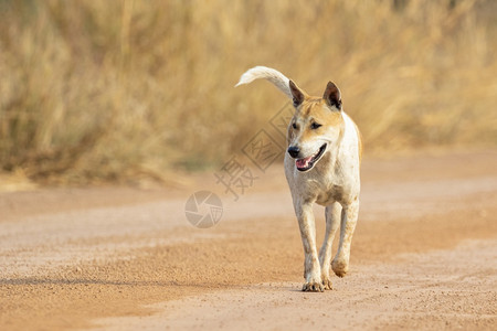 短发型照片棕色和白条纹狗在自然背景上的照片背景
