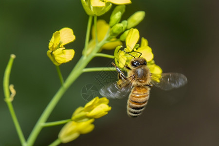 花朵上的蜜蜂或图像收集花粉上的金蜜蜂文字空间背景模糊昆虫动物图片