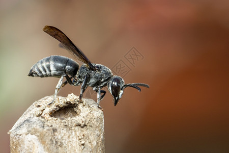 树桩上黑黄蜂的图像印在自然背景上昆虫动物图片