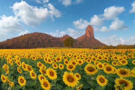 夏季在泰国Lopburi省自然花园公露天图片