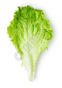 白背景的生菜叶顶部视图图片