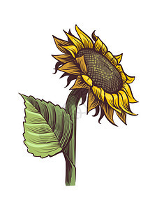 盛开的向日葵矢量元素设计图片