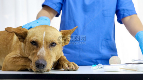 兽医诊所检查桌上的狗兽医护理蔬菜生和狗图片