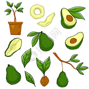 种植和生产鳄梨蔬菜在树枝上与叶分离的成熟果汁在树枝上与叶子分离的成熟果汁种植物土生蔬菜种子小叶自然和生态食物平式病媒在树枝矢量上背景图片