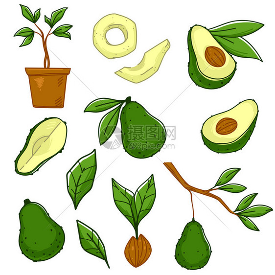 种植和生产鳄梨蔬菜在树枝上与叶分离的成熟果汁在树枝上与叶子分离的成熟果汁种植物土生蔬菜种子小叶自然和生态食物平式病媒在树枝矢量上图片