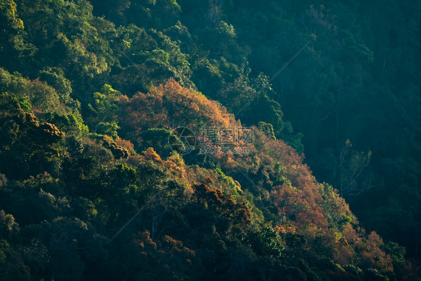 热带森林丛景观生态和环境保护概念放松温泉治疗和zen上午户外度假等热带森林自然丛景观图片