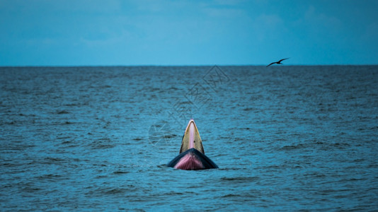 鲸鱼天空Bryde鲸鱼或Eden热带海中的鲸鱼背景