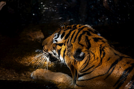 野生虎哺乳动物掠食野生肉动物园显示的邦加虎背景