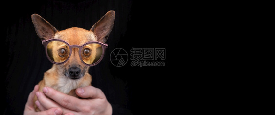 聪明的眼神狗戴着镜在黑色的手臂上戴黑色的眼镜与复制空间图片
