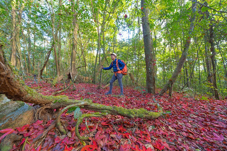 一位亚洲旅游者背包在小路上旅行秋天穿一个森林里有红树山丘户外地貌背景冒险生活方式图片
