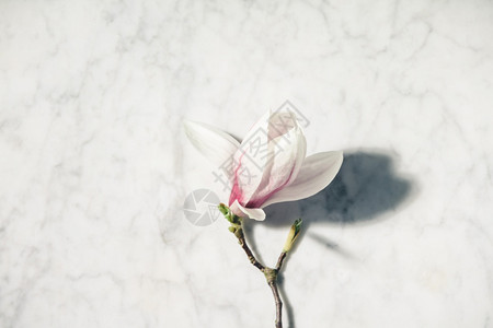 白色大理石桌上美丽的粉红色木兰花顶层风景平坦的躺下图片
