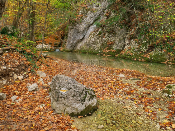 森林和河流的秋天自然构成图片