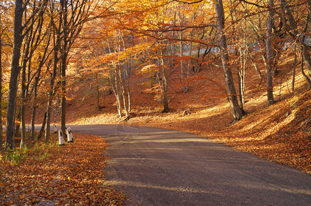 秋天金色森林自然景观场图片