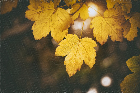 山木的秋叶自然概念场景雨和黑夜图片