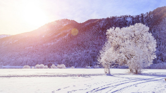 荒冬季景观雪树和田背景的山脉图片