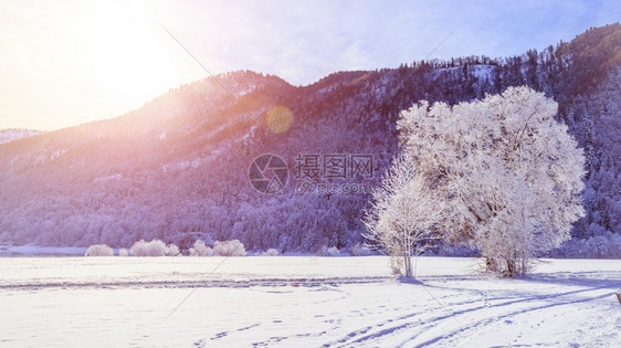 荒冬季景观雪树和田背景的山脉图片
