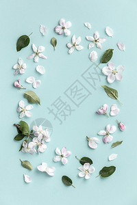 春花背景纹理和壁纸白苹果花在浅蓝色背景顶视平地的鲜花上白苹果在浅蓝色背景上高清图片下载 正版图片 摄图网
