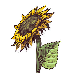 绘制向日葵画像风格的黄花有黑色种子叶和花瓣的阳光朵有黑色种子叶和彩雕刻插图的花朵植物卉关闭矢量单孤立的装饰物手画向日葵花草风格的图片