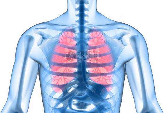 清洁和健康的肺3D说明图片