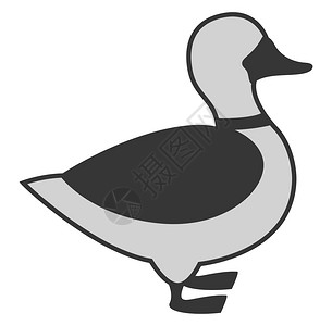 安塞尔亚当斯灰鸭插图白色背景的矢量插画