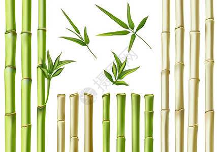 现实竹棒3D绿色和棕树枝干叶和子3d绿色和棕树枝干叶和子自然植物空心甘蔗亚洲竹子生态装饰矢量新鲜绿色树叶天然有机植物现实竹棒绿色图片